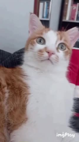 Cute Cat Gif