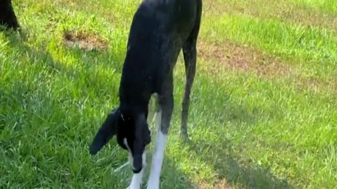 Dog As Well Allowed Good Mango