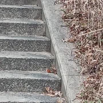 Cardinal kissena park