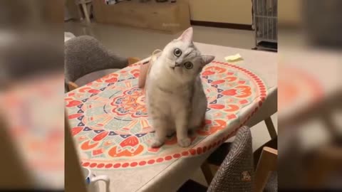 Baby cats - Cute and Funny cat vedios