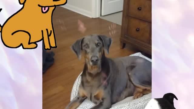 Wonder Dog