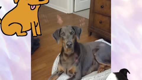 Wonder Dog