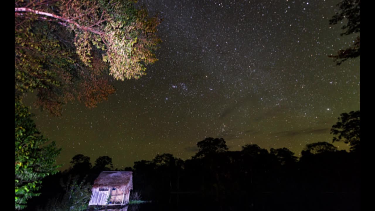 Toads and Frogs during the night on the Amazon river