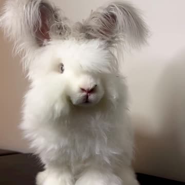 Funny Bunny: The Cutest Pet Rabbit Videos