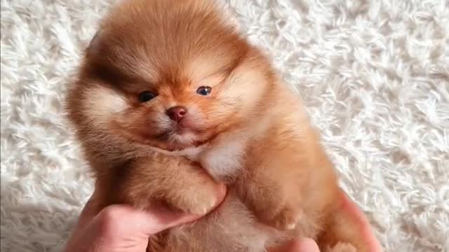 Adorable Puppy Brings Unbridled Joy: A Cuteness Overload!