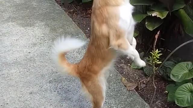 Confidence is the Most Beautiful Thing Your Eyes Can Ever See. Hi! Hi! Good Morning!#Cute Dog.