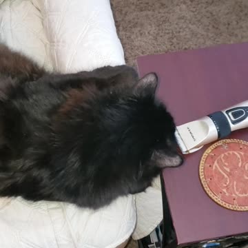 Long haired cats & external hairballs