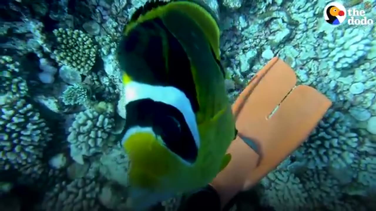 Fish Loves To Greet His Favorite Diver And Bring Her Gifts | The Dodo Soulmates