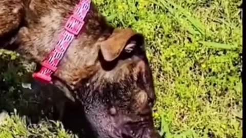 Funny animals videos from TikTok! Try not to laugh! 😹🐶🤣🔥🤣