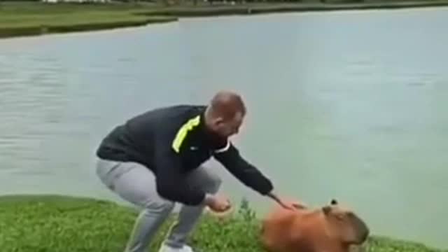 carinho na capivara