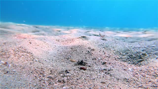 Cute Fish Plays In The Ocean Sand