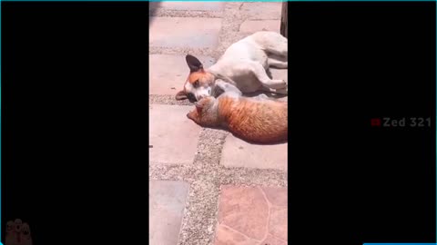 funny animals videos