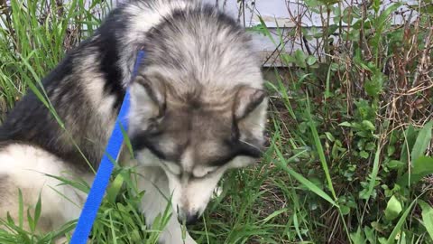 Best Bowtie Pomsky Love - Honey Husky Looking for Fun Times