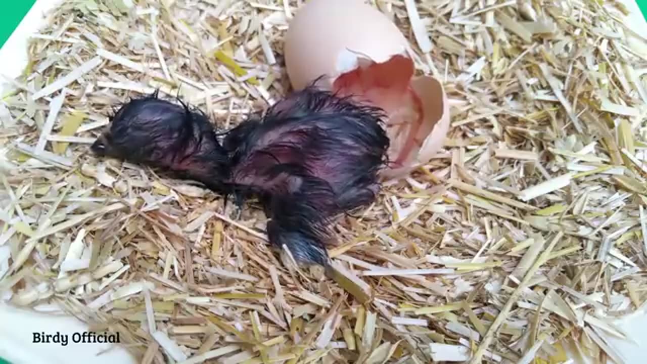 Baby Chick Hatching | Egg Hatching