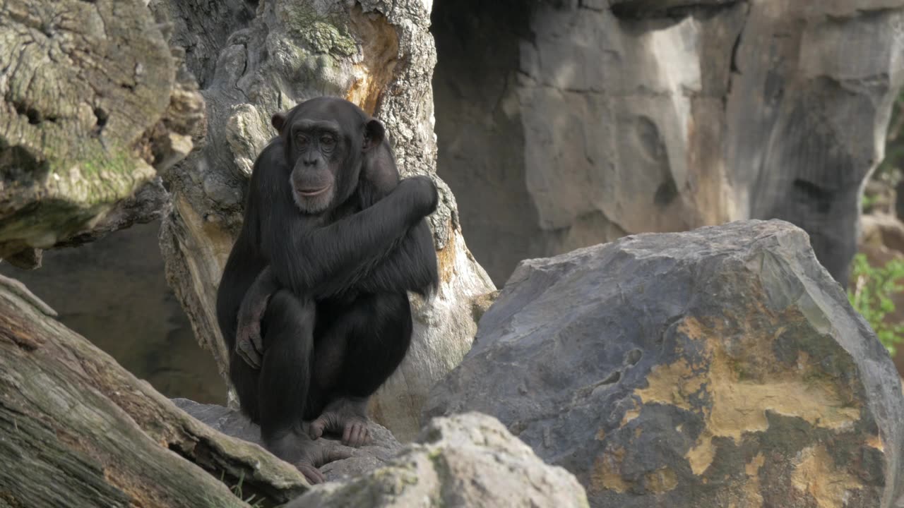 chimp-sitting-on-a-stock