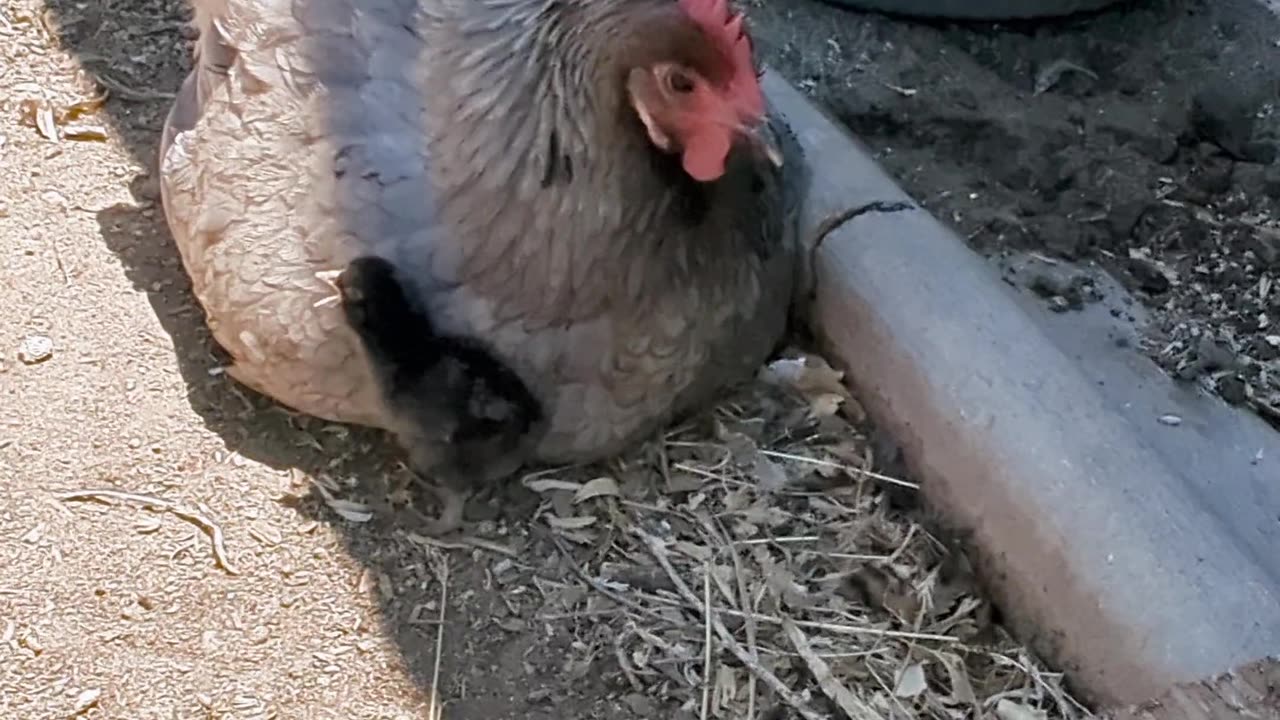 Our first batch of chicks have started to hatch!