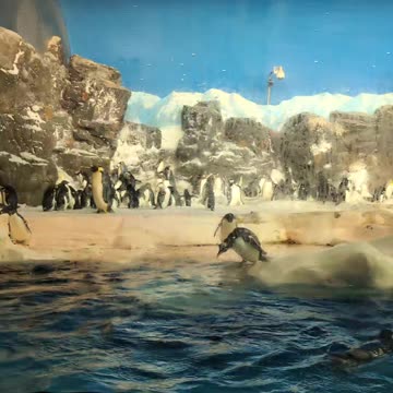 Penguins chilling (#seaworld San Diego)