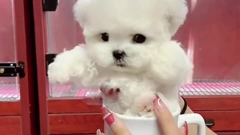 cute animals