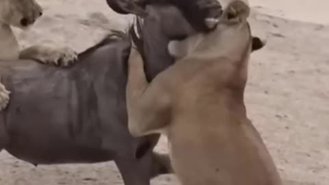 Lion Attack Wildebeest | Lion Hunting Wildebeest. #short