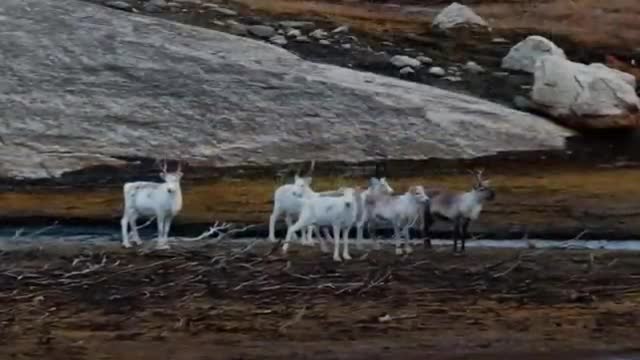 NORTHern LIGHTs Sound Project NLSP - GABBA - AmaZing ARCTIC MAGIc