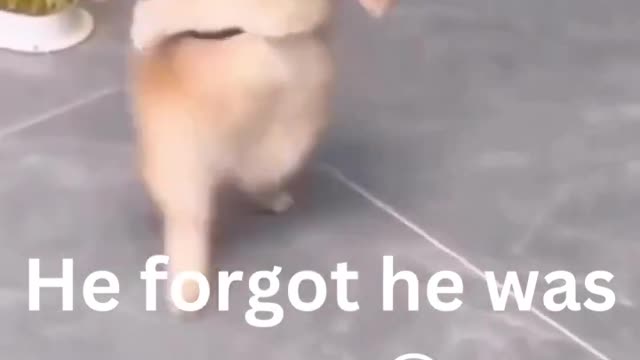 Funny animal videos - Funny cats dogs - Funny animals #youtube #youtubeshorts #ytshorts(2)