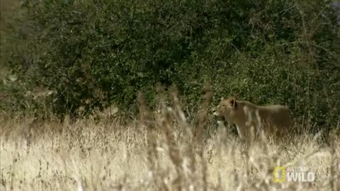 Lion vs. Giraffe: Who Will Win? | Lion Kingdom