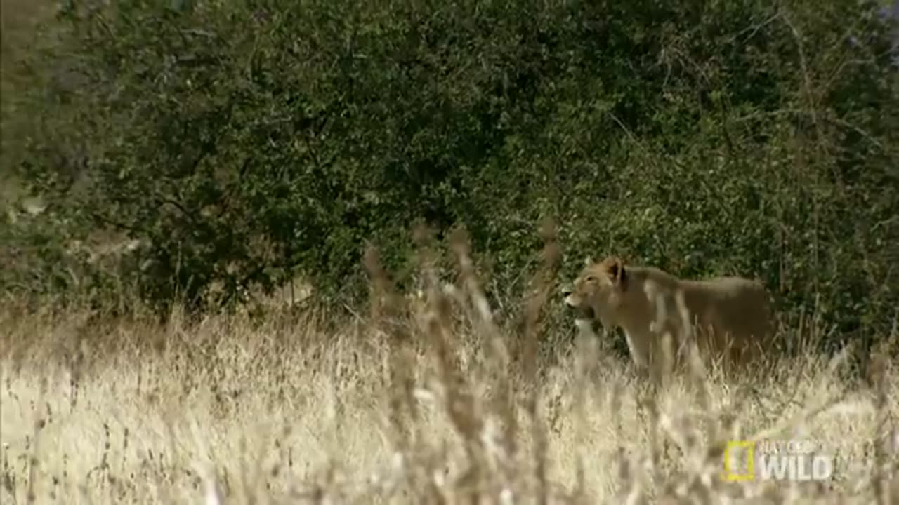 Lion vs. Giraffe: Who Will Win? | Lion Kingdom