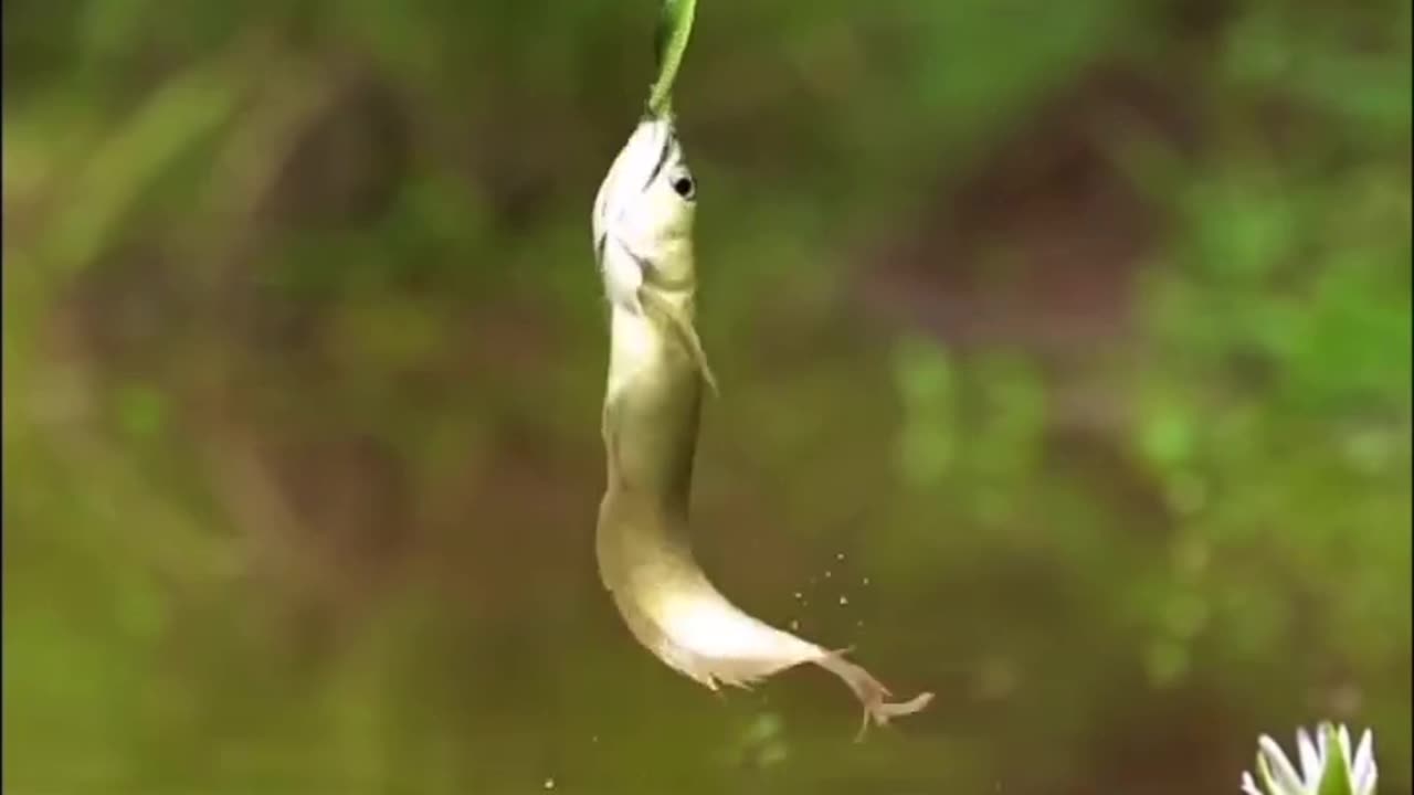 Fish eating snake 🙆‍♀️😱😱🐟🐍🐍