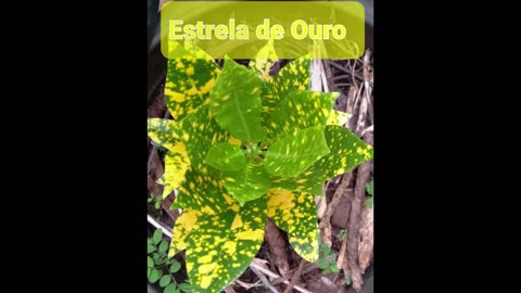 CROTON PLANTS, WITH NAME IN PORTUGUESE