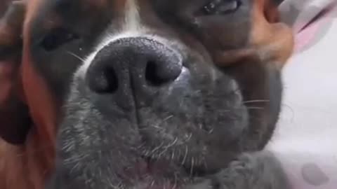 🙏❤🎉🎉🎉🎊🎊🎊️SWEET AND FUNNY ANIMALS SHOTS 🙏❤️❤️🎉🎉🎉🎊🎊🎊