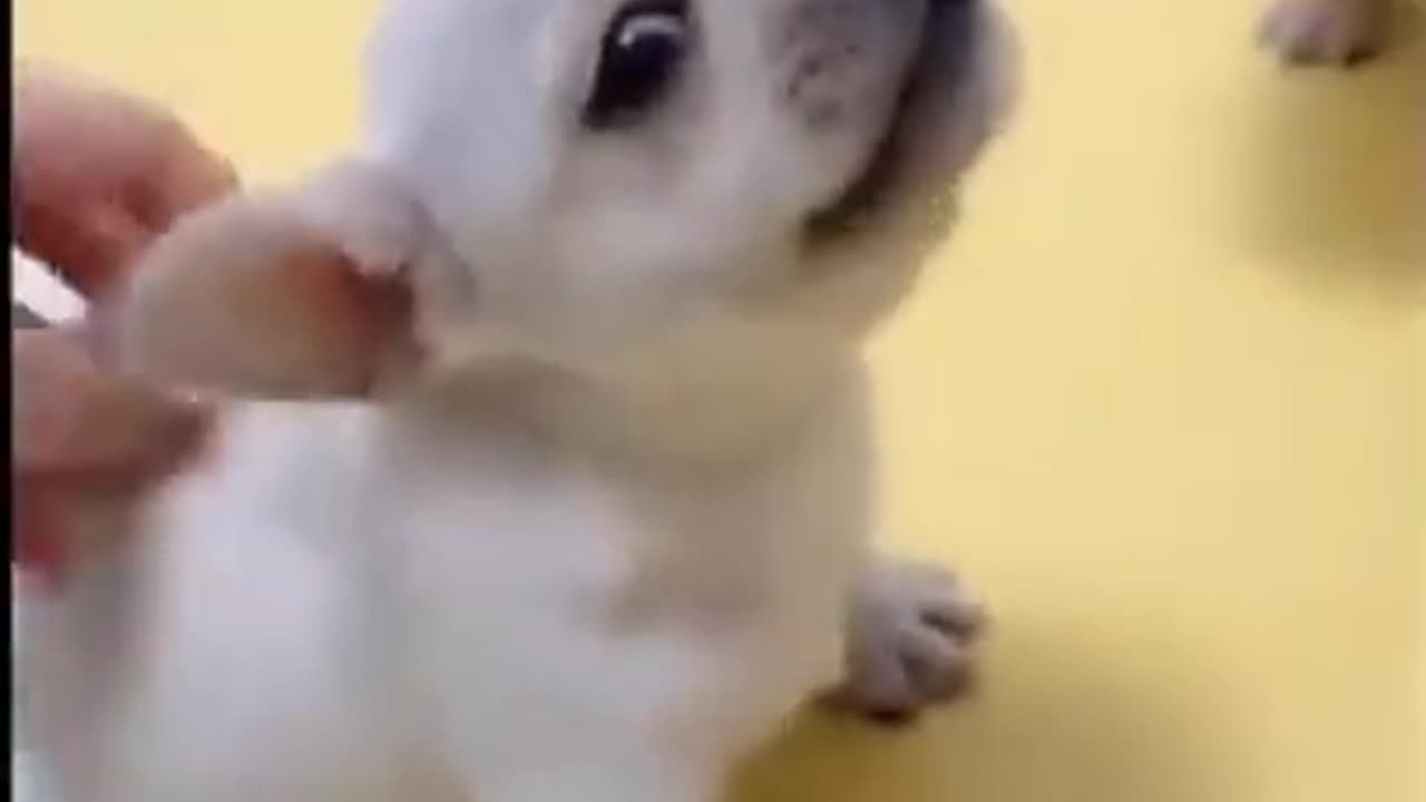 Cute and funny animal video - Part 2