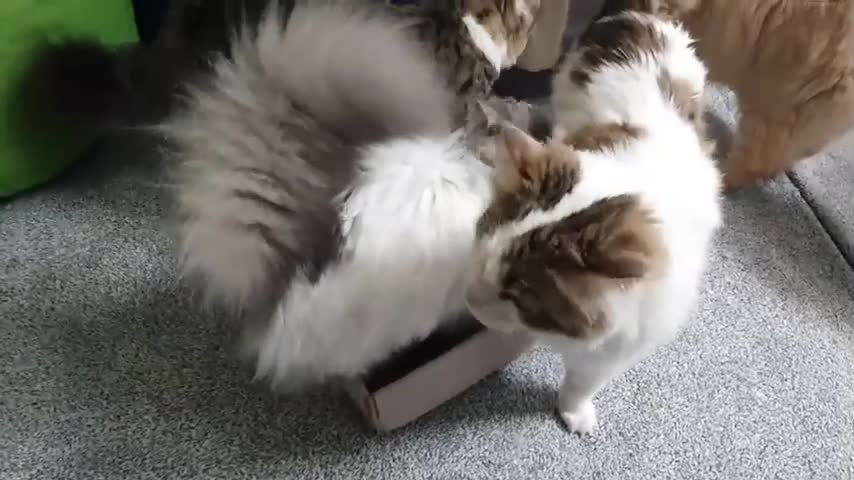 Thoes cat gangs said 'if it fits, I sit'