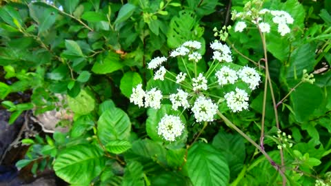 Northern Water Hemlock