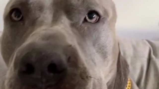 Shake Dog Nose 🐶 Funny Viral