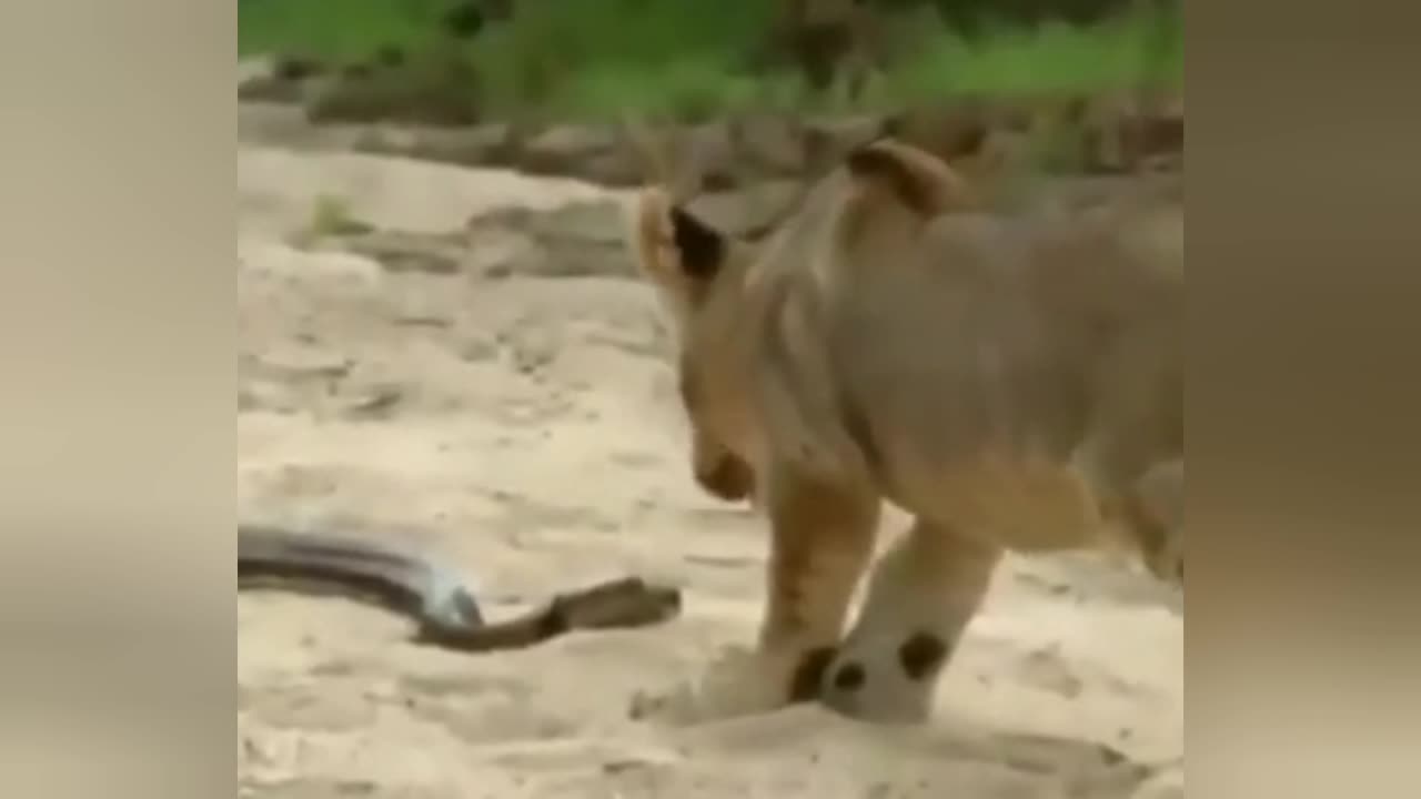 lion attacks snake and the worst happens
