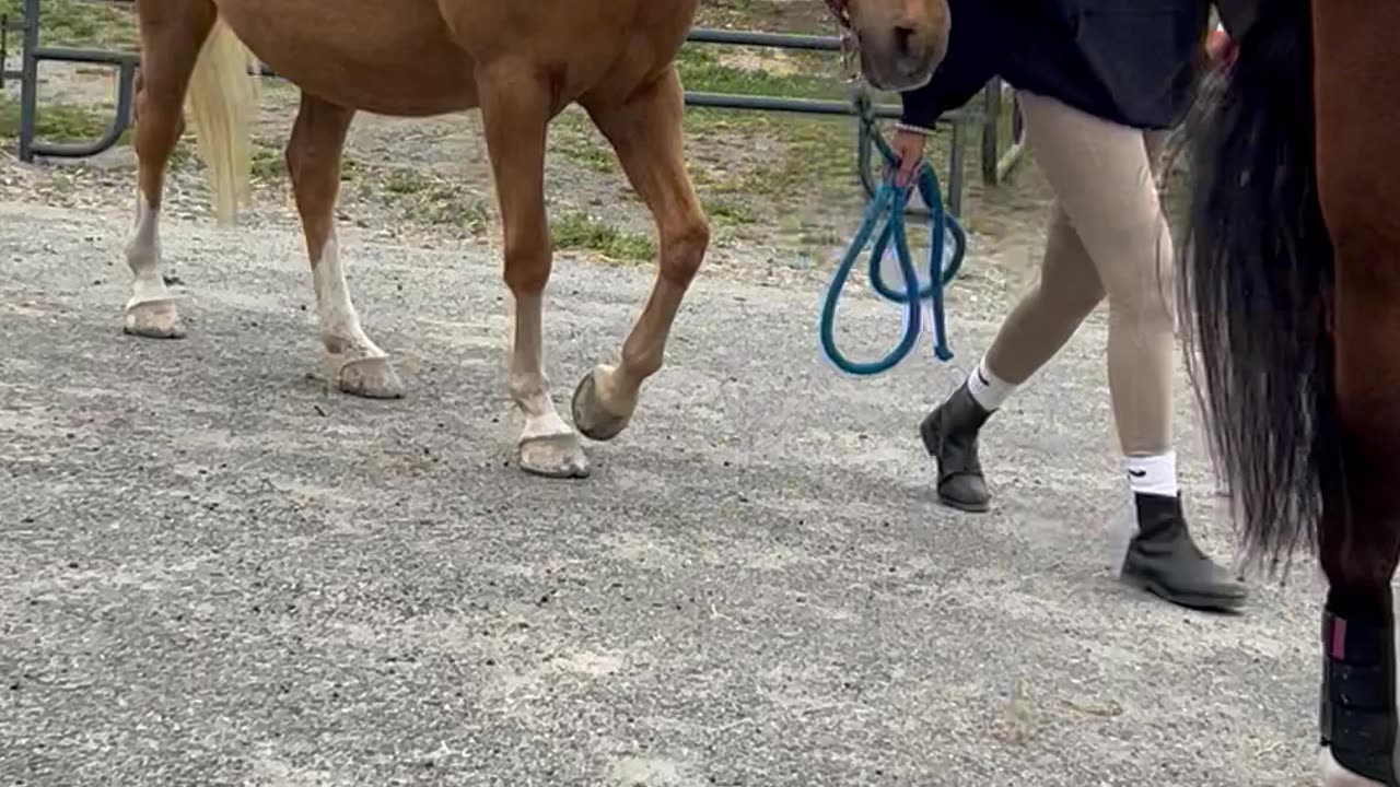 Beautiful horses on Maryland Day