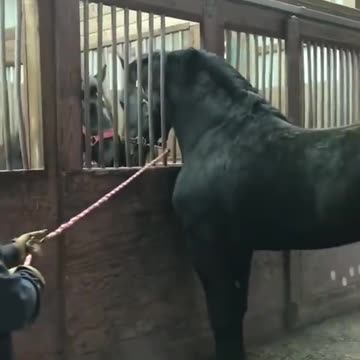 Percheron stallion