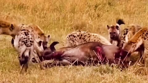 Hyenas eat buffaloes