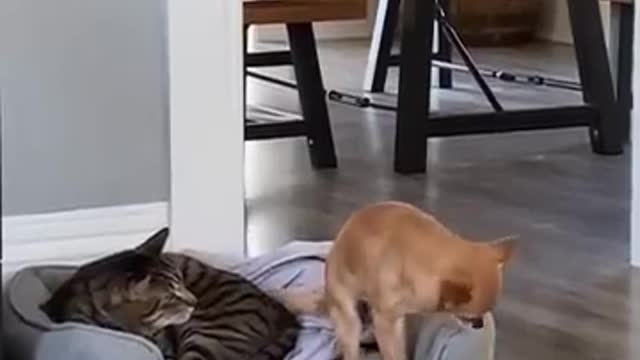 Funniest Videos 2022 😂 Funny Cats 🐱 and Dogs 🐶 Part 43