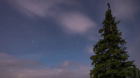 foggy sky during a starry night in forest Forest Copyright Free Videos Royalty Free Stock Videos