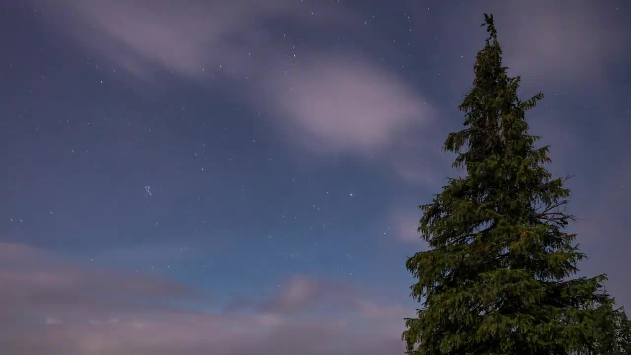 foggy sky during a starry night in forest Forest Copyright Free Videos Royalty Free Stock Videos