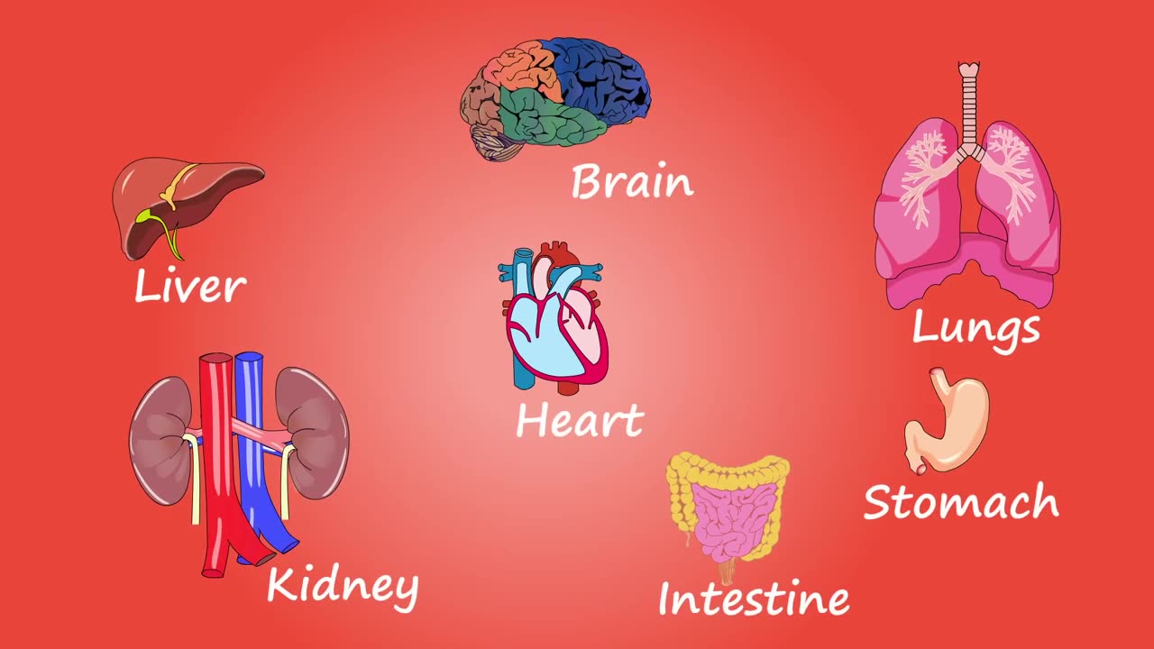 Human Body Organs 3D Animation