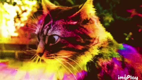 Dank Cat Gif