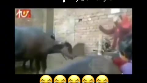 عورت کا کمال 🤣🤣