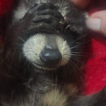 Baby raccoon covers his eyes