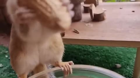 This pet is so Much eating food