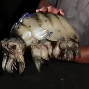 Nao e um animal real parece real