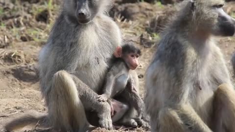 Baboon baby playing animal videos