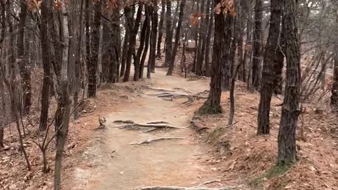 Time to take a walk in the forest.