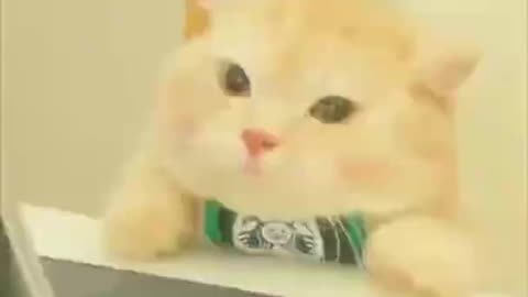 Omg So Cute Cat Funny Moments